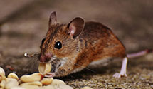 24 Hour & Emergency Exterminators in Yardley, PA